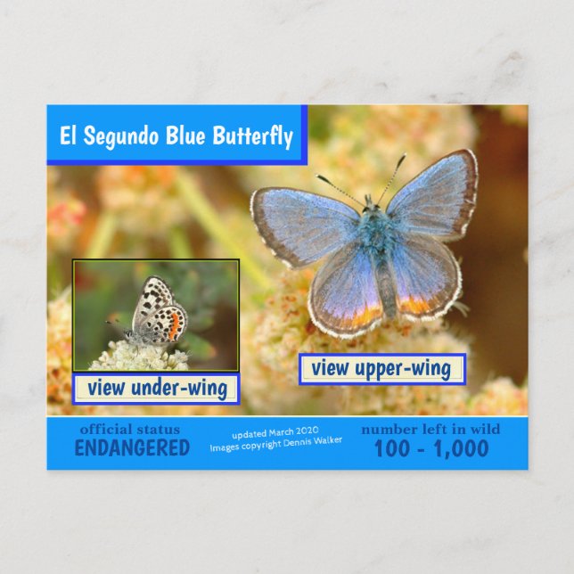 Postal Festiva La mariposa azul Segundo está en peligro -3/2020 - (Anverso)