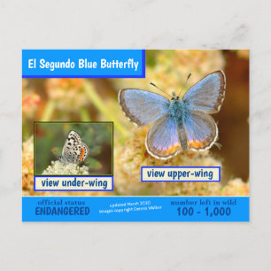 Postal Festiva La mariposa azul Segundo está en peligro de extinc