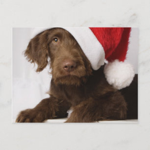 Postal Festiva Labradoodle que lleva un gorra de Santa