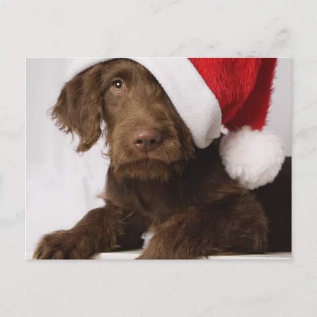 Postal Festiva Labradoodle que lleva un gorra de Santa (Anverso)