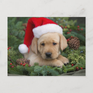 Postal Festiva Labrador Retriever Puppy Con Santa Hat