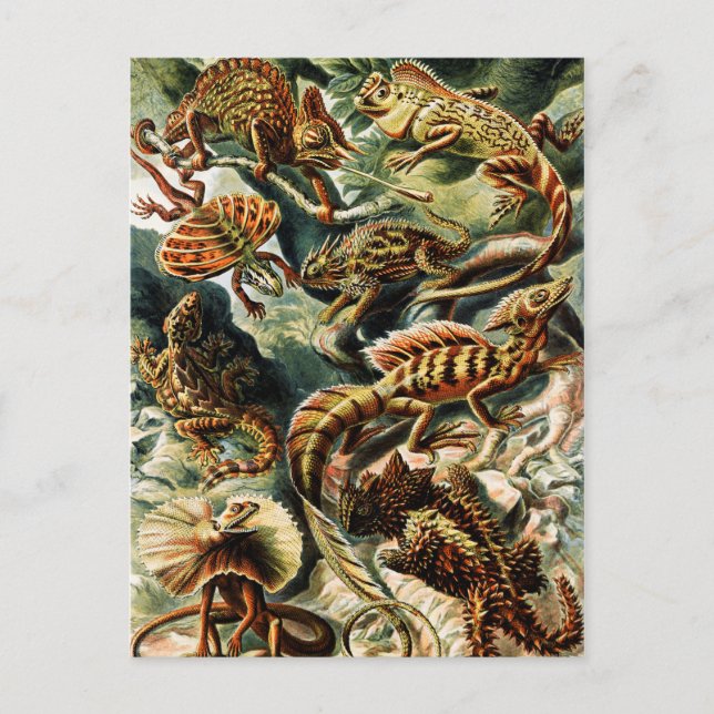 Postal Festiva Lacertilia Lizards por Ernst Haeckel (Anverso)