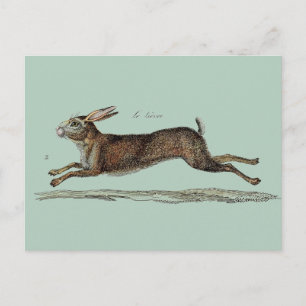 Postal Festiva Las liebres de las Carreras en Pascua