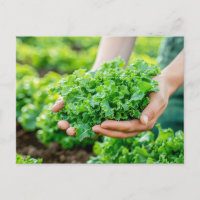 Lechuga fresca con verdes vibrantes