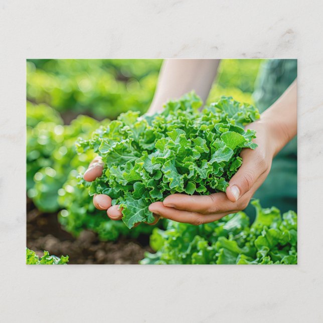 Postal Festiva Lechuga fresca con verdes vibrantes (Anverso)