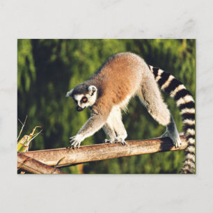Postal Festiva Lemur en una rama de árbol