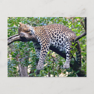 Postal Festiva Leopardo de Javan durmiendo en una rama de árbol