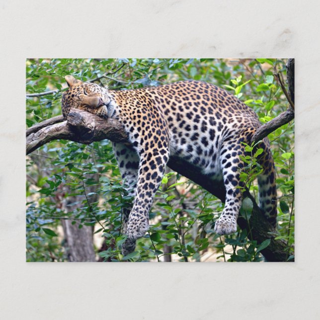 Postal Festiva Leopardo de Javan durmiendo en una rama de árbol (Anverso)