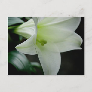 Postal Festiva Lily de Pascua