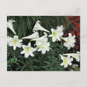 Postal Festiva Lily de Pascua (Lilium regale)