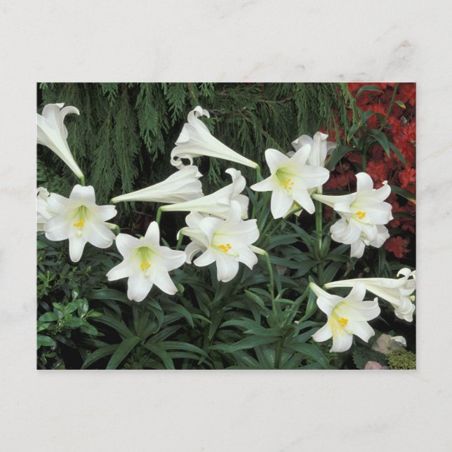 Postal Festiva Lily de Pascua (Lilium regale) (Anverso)