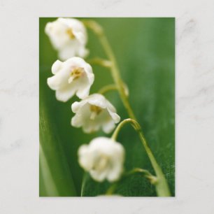 Postal Festiva Lirio blanco del valle (Convallaria majalis)