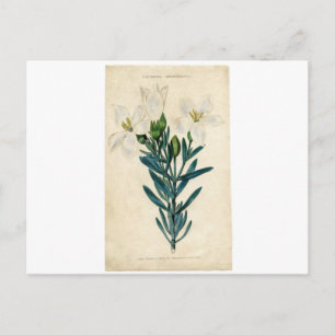 Postal Festiva Lirio de Pascua Vintage