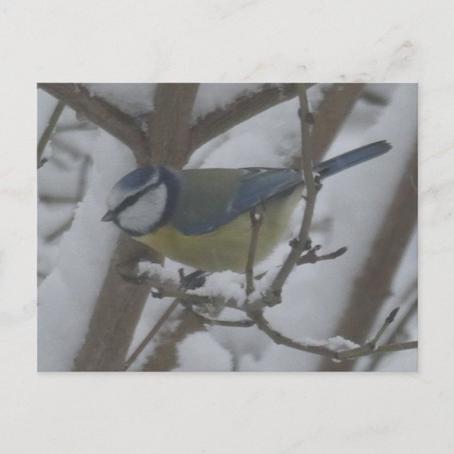 Postal Festiva Little Bird Close Up in Snow DIY Postcard (Anverso)