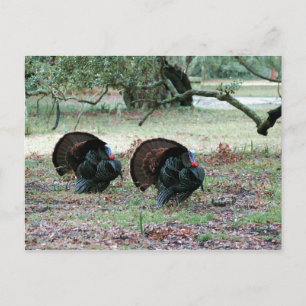 Postal Festiva Los pavos salvajes del Día de Acción de Gracias en