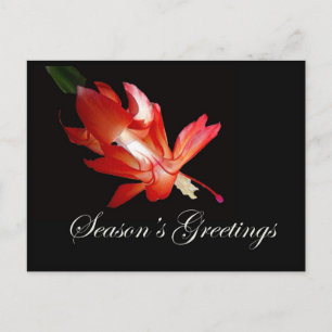 Postal Festiva Los saludos de la temporada de los Navidades rojos