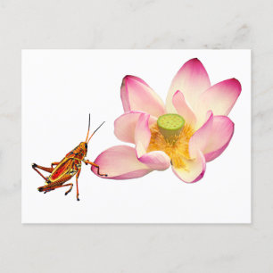 Postal Festiva Lotus y Grasshopper