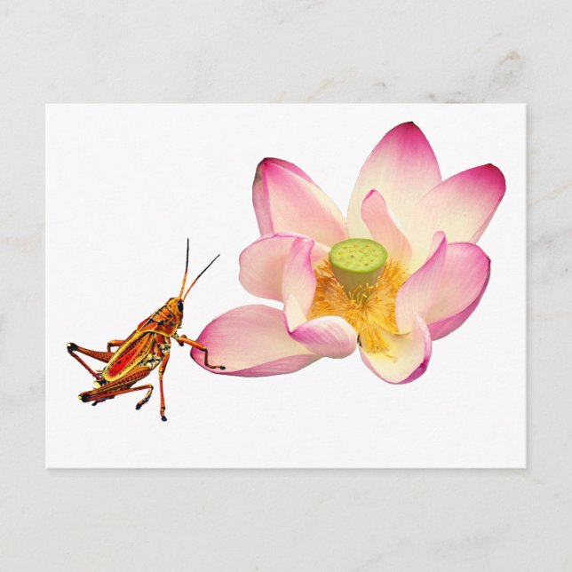 Postal Festiva Lotus y Grasshopper (Anverso)
