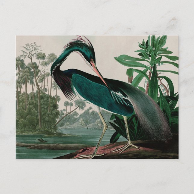 Postal Festiva Louisiana Heron Birds of America Audubon Print (Anverso)