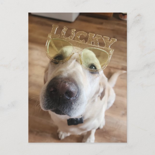 Postal Festiva Lucky Lab (Anverso)