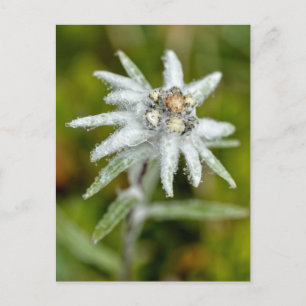 Postal Festiva Macro de flor edelweiss