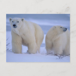 Postal Festiva Madre del oso polar con cachorro de nieve
