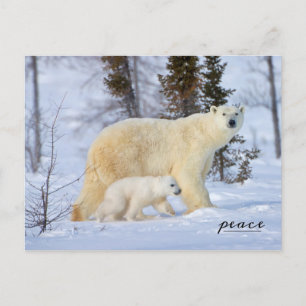 Postal Festiva Madre del oso polar y cachorro en la tundra