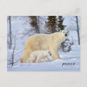 Postal Festiva Madre del oso polar y cachorro en la tundra