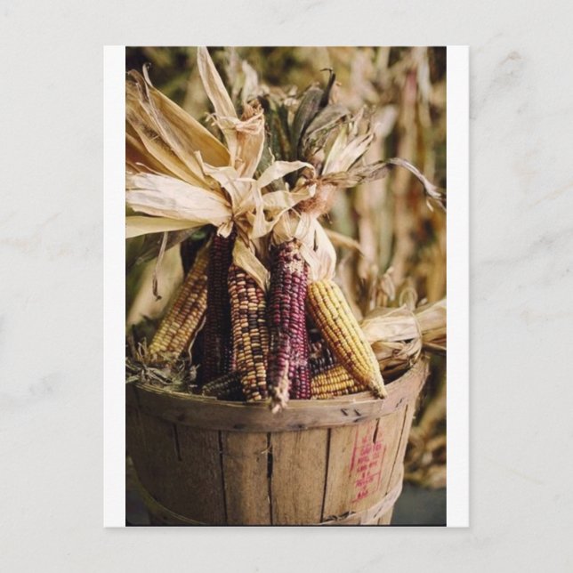 Postal Festiva maíz de la cosecha de agradecimiento (Anverso)