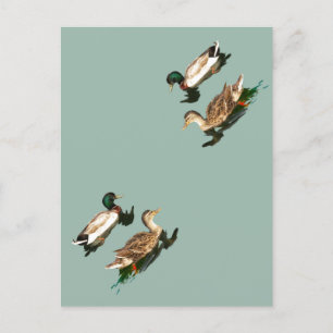 Postal Festiva Mallas de los Ducks