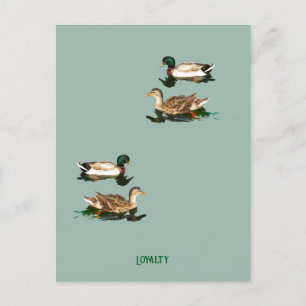 Postal Festiva Mallas de los Ducks