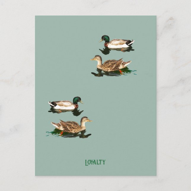 Postal Festiva Mallas de los Ducks (Anverso)