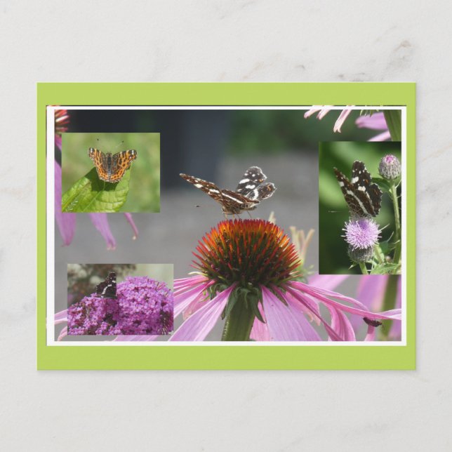 Postal Festiva Map Butterfly Collage DIY Postcard (Anverso)