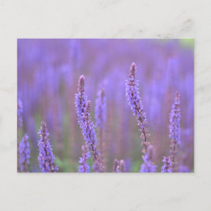 Postal Festiva Mar de flores moradas en RHS Wisley