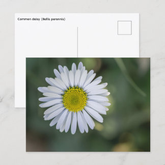 Postal Festiva Margarita (Bellis perennis) Cabeza de Flor