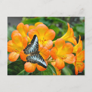 Postal Festiva Mariposa azul con Rododendrón tropical