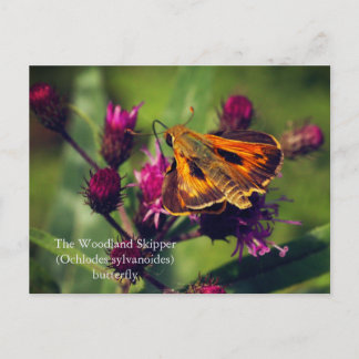 Postal Festiva Mariposa de Woodland Skipper