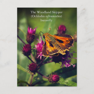 Postal Festiva Mariposa de Woodland Skipper