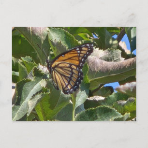 Postal Festiva Mariposa viceroy