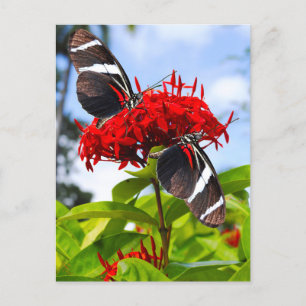 Postal Festiva Mariposas de cebra con flores rojas