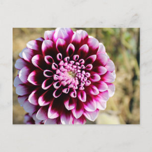 Postal Festiva Maroon Dahlia