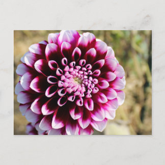 Postal Festiva Maroon Dahlia