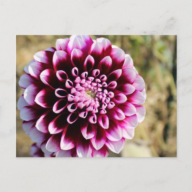 Postal Festiva Maroon Dahlia (Anverso)