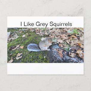 Postal Festiva Me Gustan Las Ardillas Gris