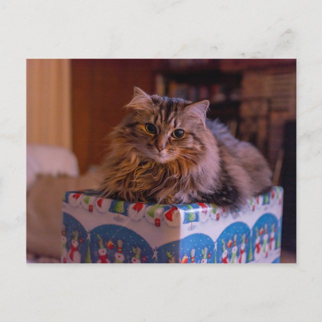 Postal Festiva Meowy Navidades Kitty en una caja de regalo (Anverso)