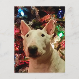 Postal Festiva Merry Christmas Merra Bull terrier