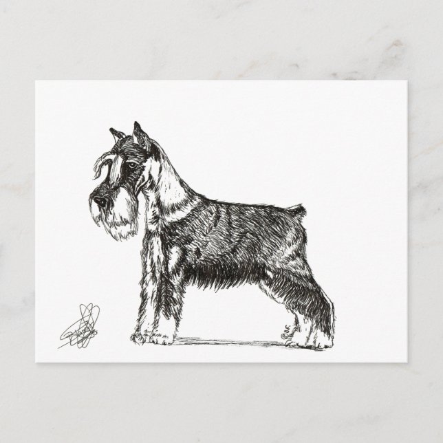POSTAL FESTIVA MINIATURE SCHNAUZER (Anverso)
