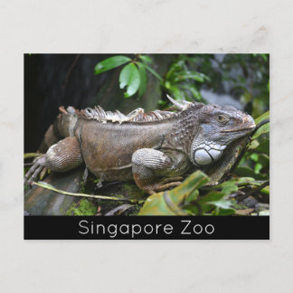 Postal Festiva Míreme el zoológico de Singapur