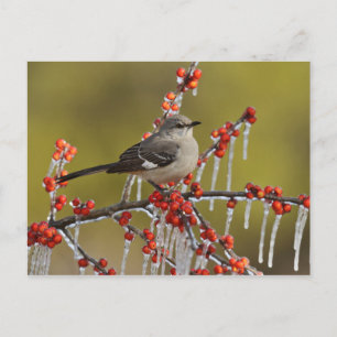 Postal Festiva Mockingbird encapuchado en la rama de Icy Holly