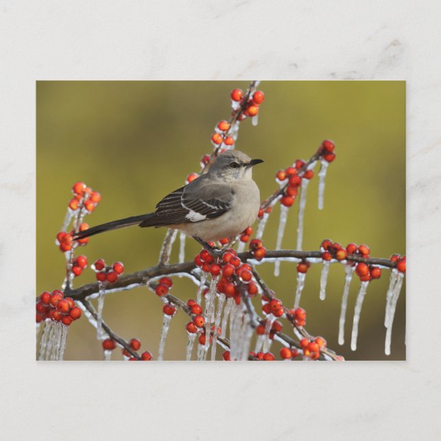 Postal Festiva Mockingbird encaramado en la rama de Icy Holly (Anverso)